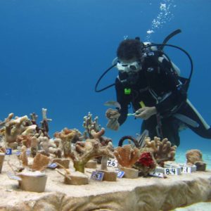 Cozumel Coral Reef Restoration